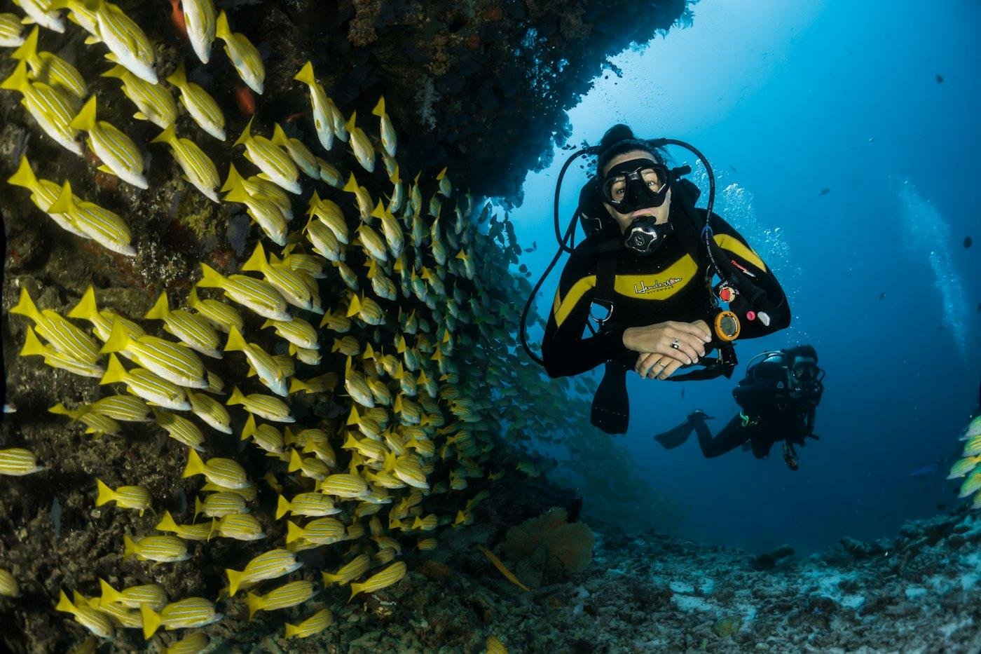 Scuba diver beside a school of yellow fish